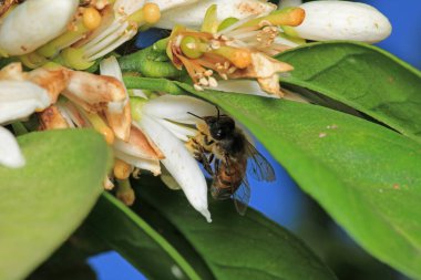 Bal arısı fotoğrafı doğal kabak çiçeğinde