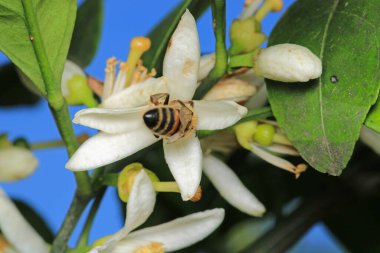 Bal arısı fotoğrafı doğal kabak çiçeğinde