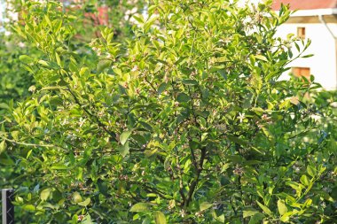 Daha büyük titreyen ot bitkisi makro fotoğrafı