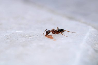 Siyah marangoz karınca makro fotoğrafı