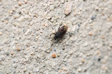 Halyomorfa Halys böcek makro fotoğrafı