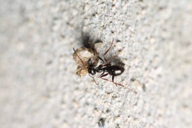 Siyah marangoz karınca makro fotoğrafı