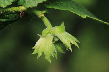 Doğal taze fındık yassı.