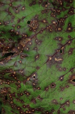 kuru kahverengi yaprak makro fotoğraf