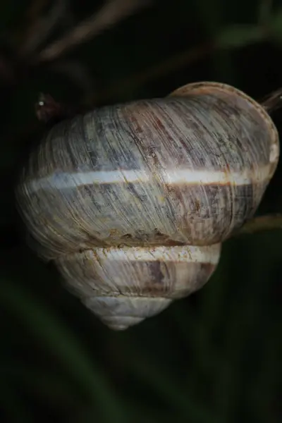 Cornu aspersum salyangoz hayvan makro fotoğrafı