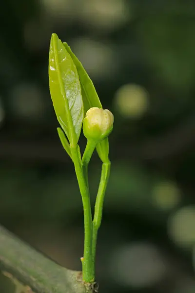 Doğal kurutulmuş bitki kesesi makrosu.
