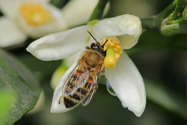 Bal arısı fotoğrafı doğal kabak çiçeğinde