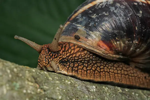 Cornu aspersum salyangoz hayvan makro fotoğrafı