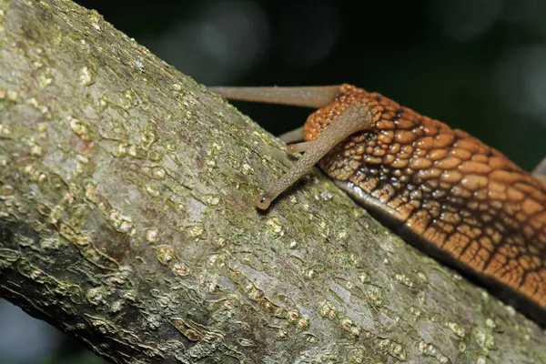 Cornu aspersum salyangoz hayvan makro fotoğrafı