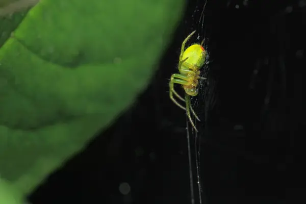 araniella cucurbitina yeşil örümcek makro fotoğraf