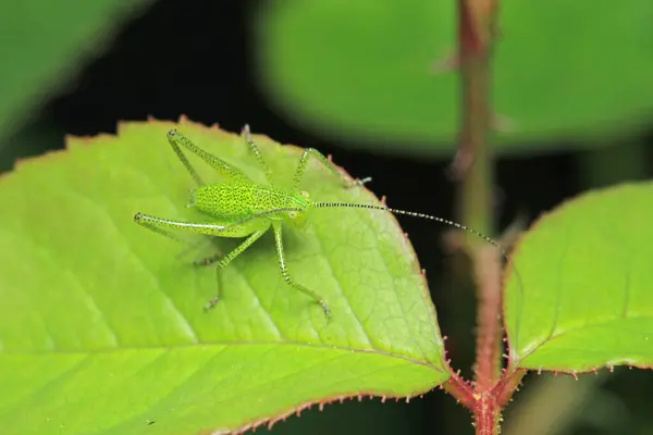 Hexacentrus japonicus böcek makro fotoğraf