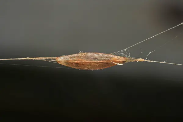 İlginç böcek kozası makro fotoğrafı