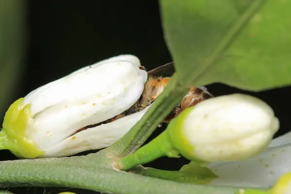 Bal arısı fotoğrafı doğal kabak çiçeğinde