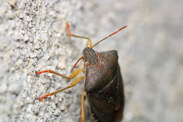 Halyomorfa Halys böcek makro fotoğrafı