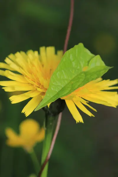 Daha büyük titreyen ot bitkisi makro fotoğrafı