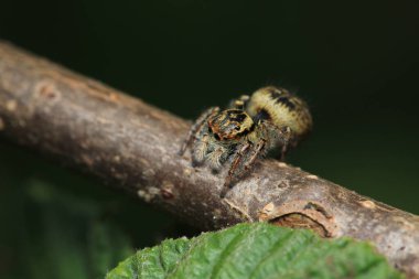 Küçük zıplayan örümcek makro fotoğrafı