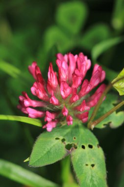 trifolium pratense bitki makro fotoğraf