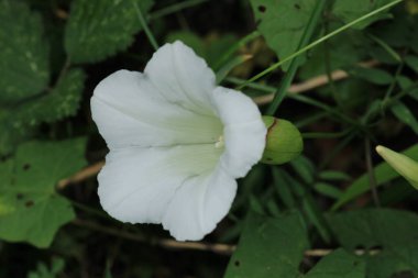 Doğal beyaz gece zafer çiçeği fotoğrafı.