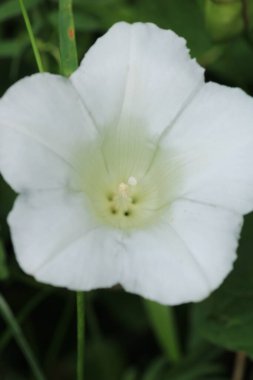 Doğal beyaz gece zafer çiçeği fotoğrafı.