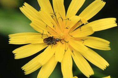 Halyomorfa Halys böcek makro fotoğrafı