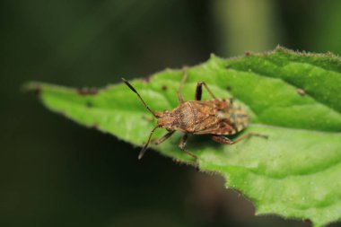 Halyomorfa Halys böcek makro fotoğrafı