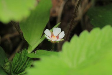 Yeşil ağaçlar orman manzarası fotoğrafı