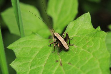 Koyu çalılık cırcır böceği makro fotoğraf