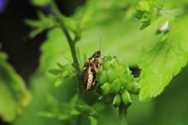 Halyomorfa Halys böcek makro fotoğrafı