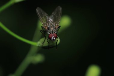 Dönen karasineğin makro fotoğrafı