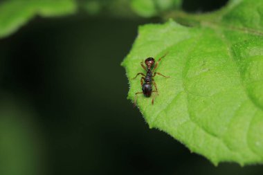Siyah marangoz karınca makro fotoğrafı