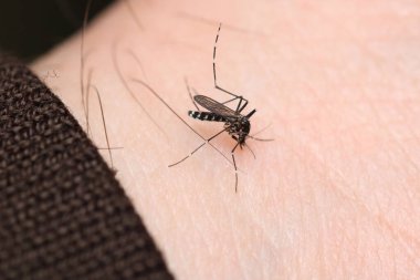 aedes albopictus sinek makro fotoğraf