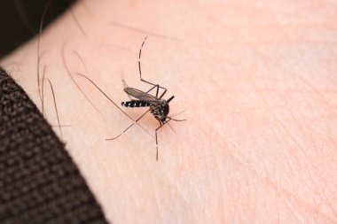 aedes albopictus sinek makro fotoğraf