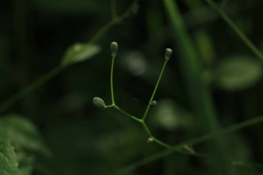 Yeşil ağaçlar orman manzarası fotoğrafı