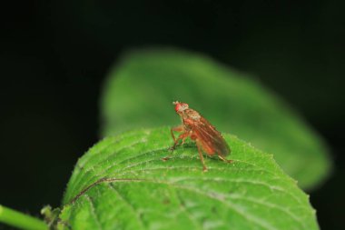 Dönen karasineğin makro fotoğrafı