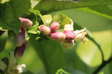 mandalina ağacı beyaz çiçekleri makro fotoğraf