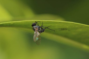 Dönen karasineğin makro fotoğrafı