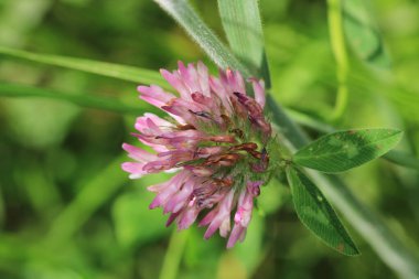 Daha büyük titreyen ot bitkisi makro fotoğrafı