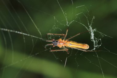 pholcus fhalangioides örümcek makro fotoğrafı