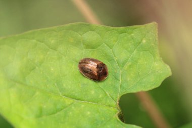 Cassida flaveola böcek makro fotoğraf