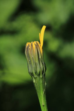 Calendula Officinalis sarı çiçekli makro fotoğraf