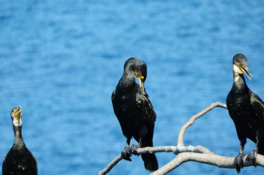Deniz kıyısındaki büyük siyah karabatak