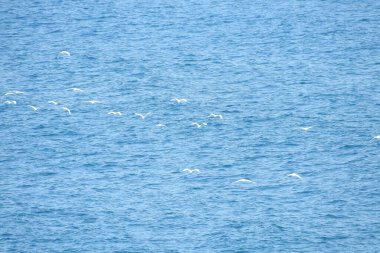 Doğal deniz ve orman manzarası