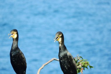 Deniz kıyısındaki büyük siyah karabatak
