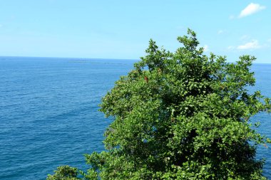 Doğal deniz ve orman manzarası