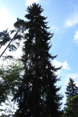 Doğal deniz ve orman manzarası