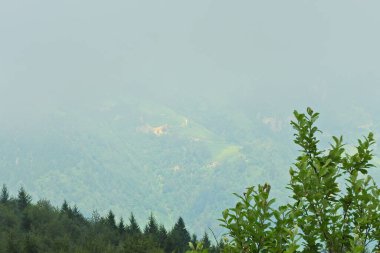 Doğal deniz ve orman manzarası