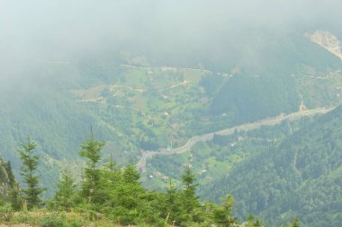 Doğal deniz ve orman manzarası