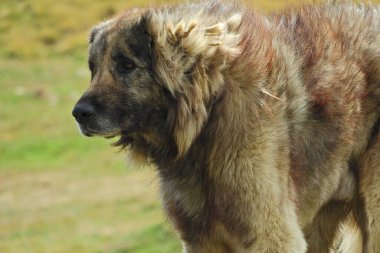 yaylada yryen yal oban kpei