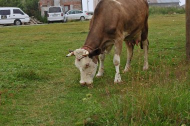 Doğada serbest tarım inekleri