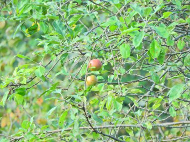 Doğal deniz ve orman manzarası